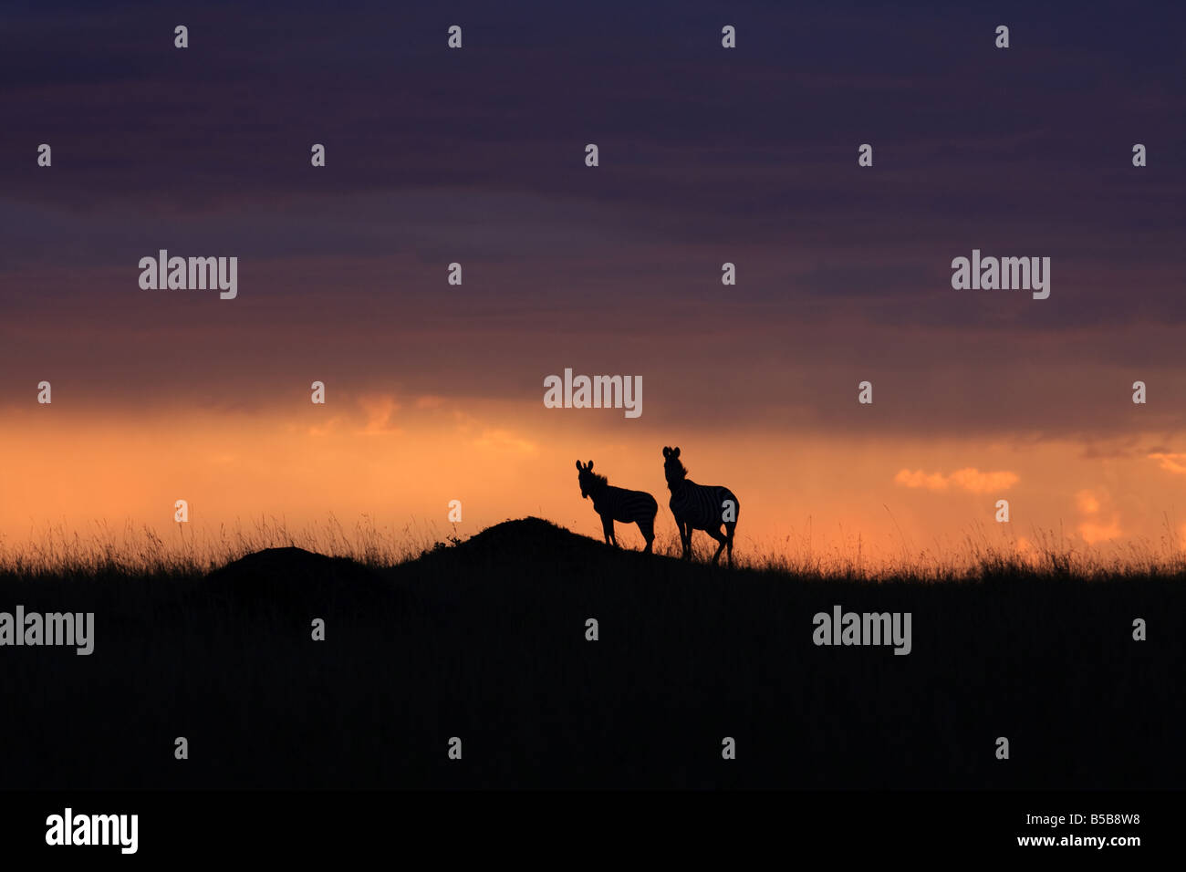 Africa sunset plains zebra hi-res stock photography and images - Alamy