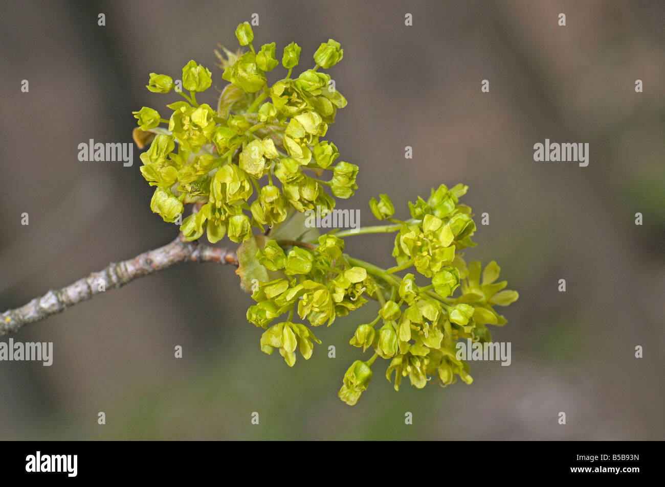 Norway Maple (Acer platanoides), twig with flowers Stock Photo