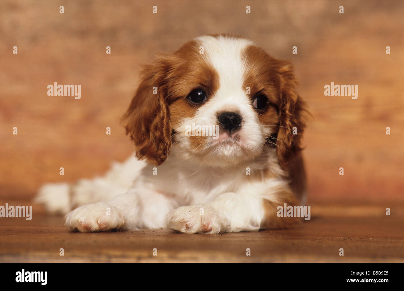 Cavalier King Charles Spaniel (Canis lupus familiaris), puppy lying on a wooden bench Stock Photo