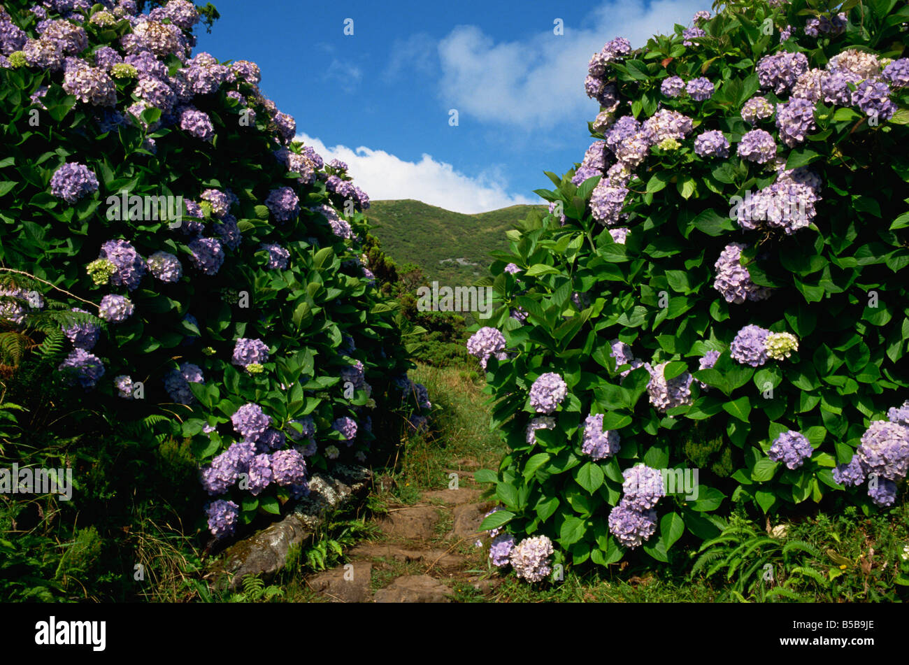 Hydrangeas azores hires stock photography and images Alamy