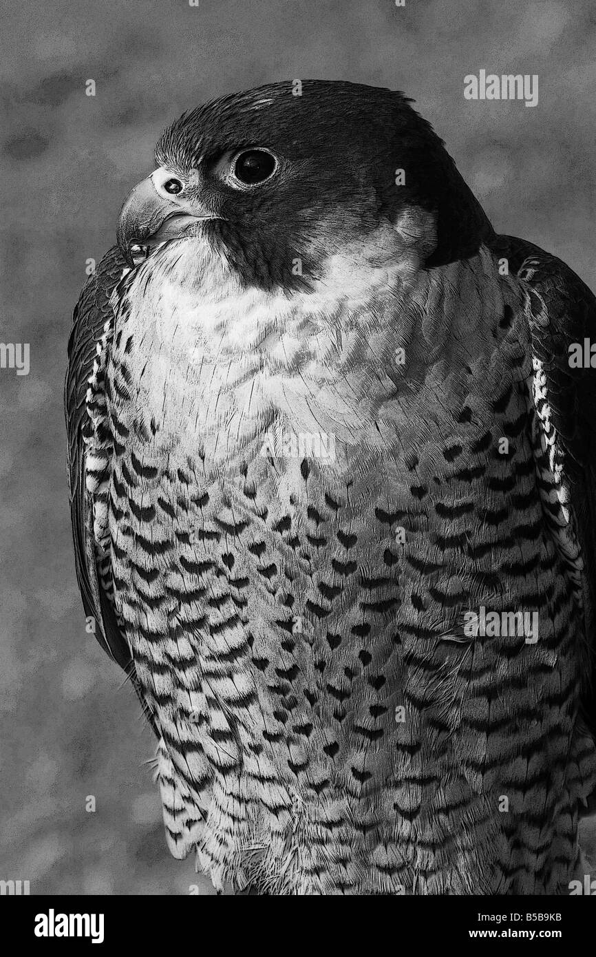 falcon black and white