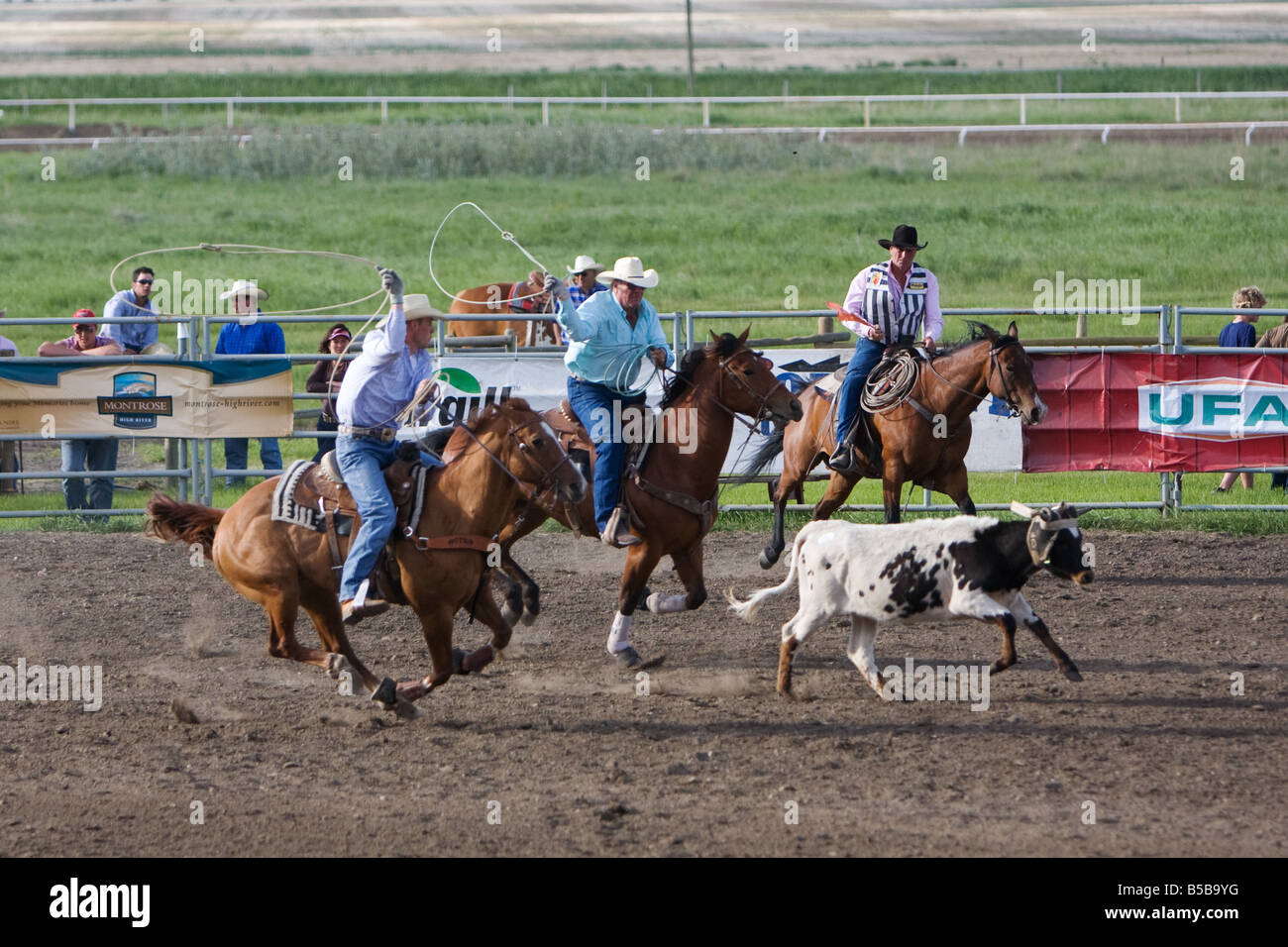 Two cowboys on horses at a rodeo in the team roping competition chasing a white and black calf in front of fans in the stands. Stock Photo