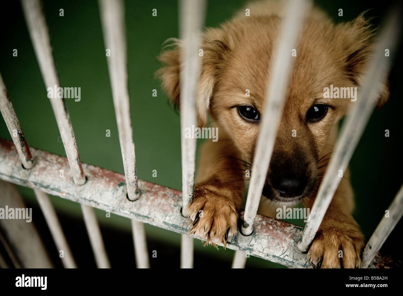 A puppie behind bar at a rescue center for dogs. Stock Photo