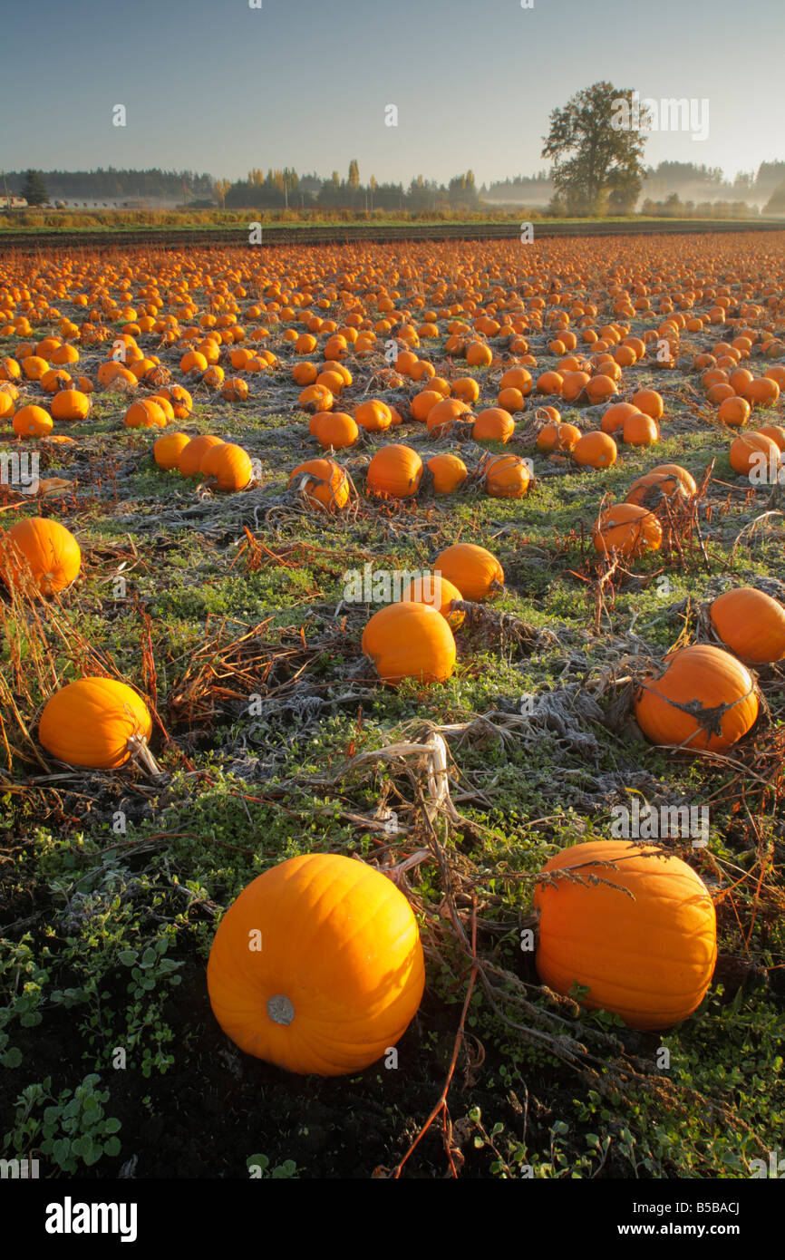 Pumpkin field fields hi-res stock photography and images - Alamy
