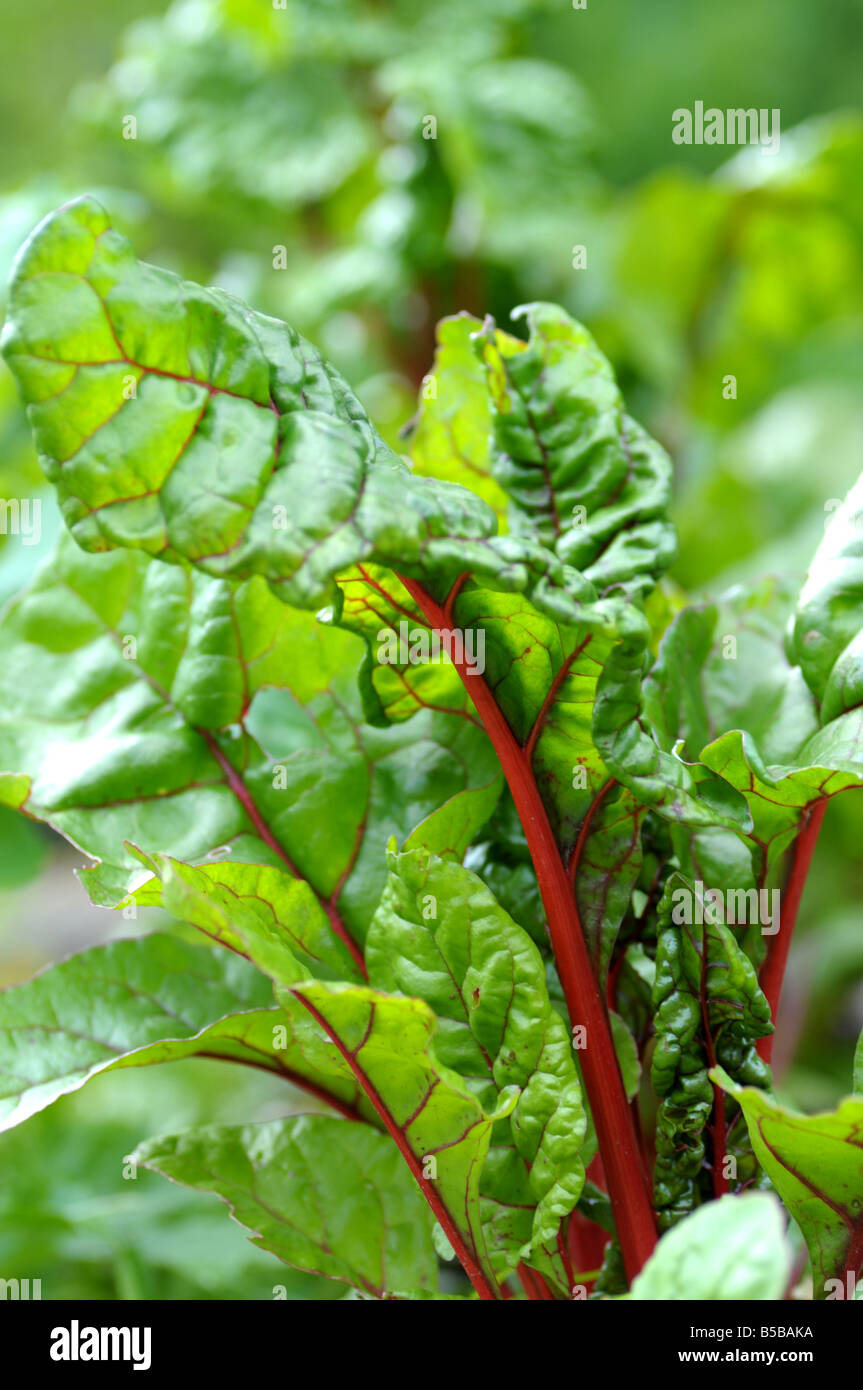 Swiss chard - close up of leaf and red stem Stock Photo