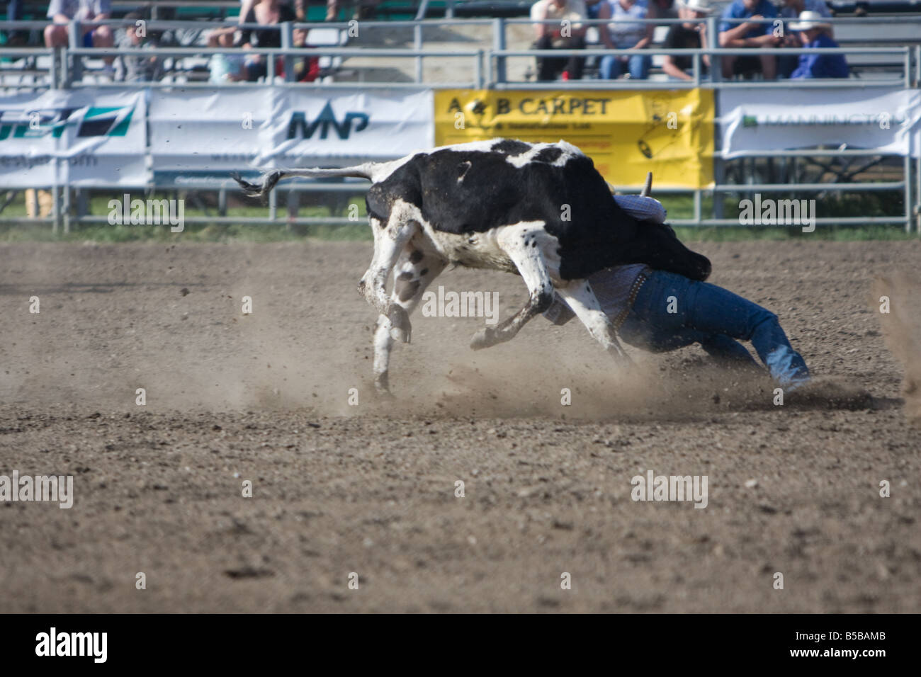 A cowboy wrestling down a calf during the steer wrestling or