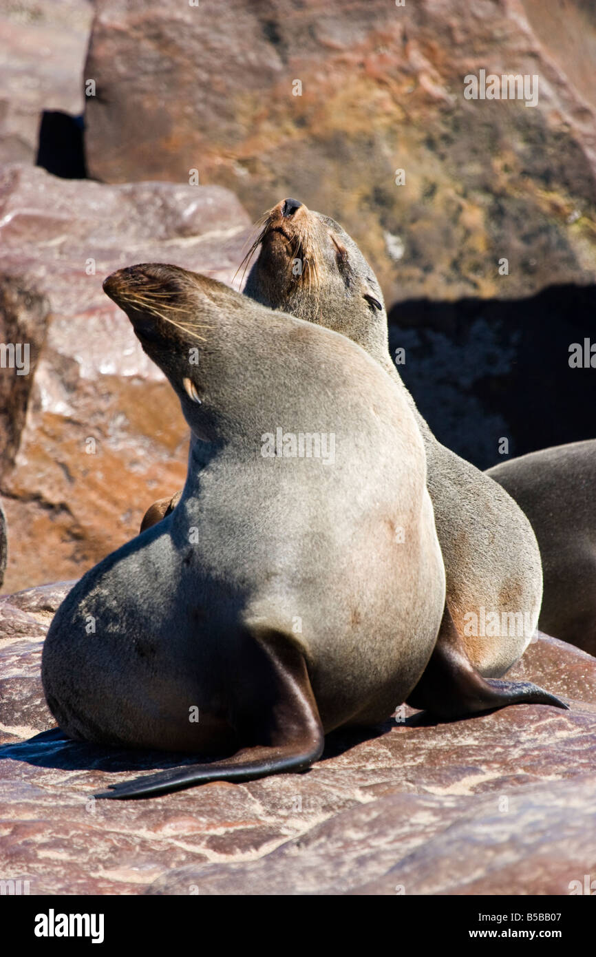 Brown Fur Seals (Arctocephalus pusillus), in Cape Cross, Namibia Stock Photo