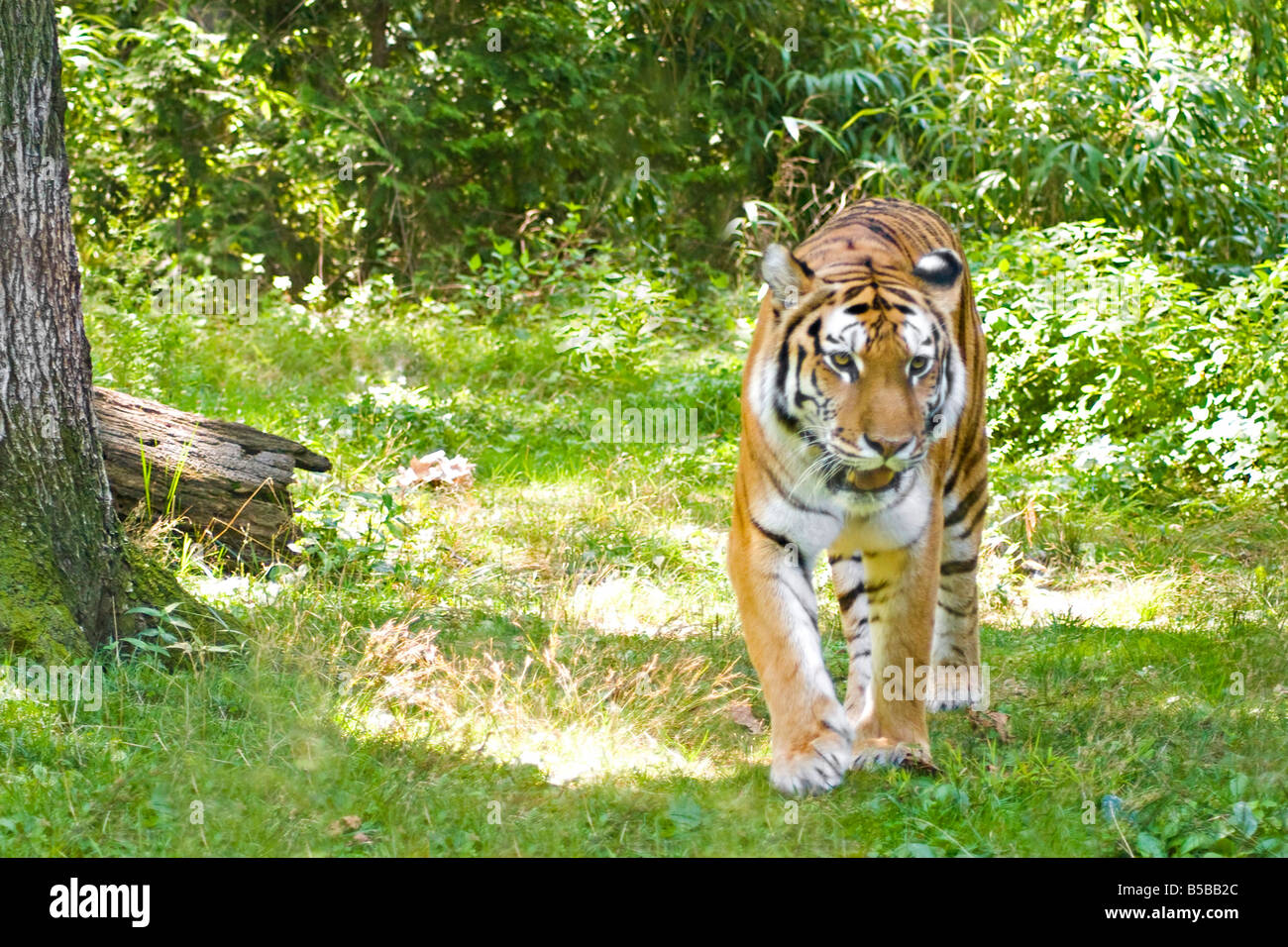 A ferocious tiger on the prowl in a natural setting Stock Photo