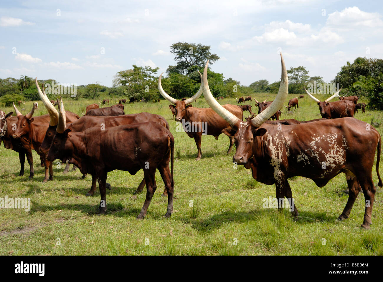 Ankole cows, Uganda, East Africa, Africa Stock Photo Alamy