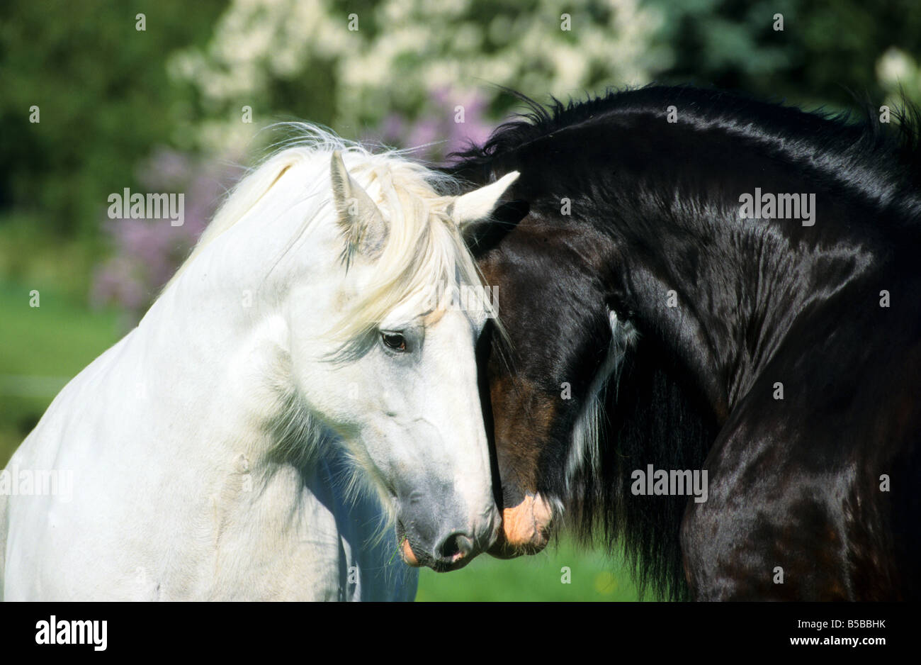 Shire Horse (Equus caballus), stallion and mare communicating head to head Stock Photo