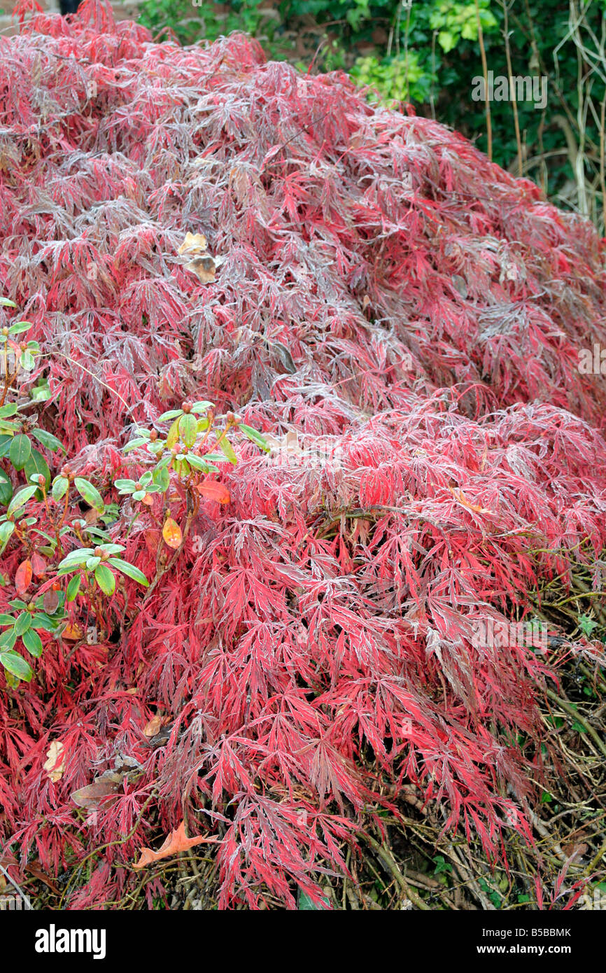 ACER PALMATUM DISSECTIM INABA SHIDARE AGM CATCHES THE FIRST AUTUMN