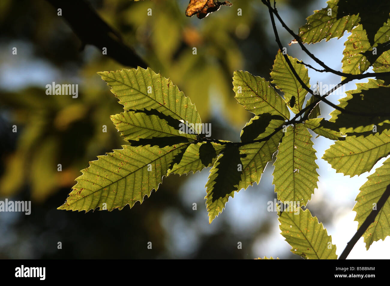 Leaves backlit chestnut tree hi-res stock photography and images - Alamy