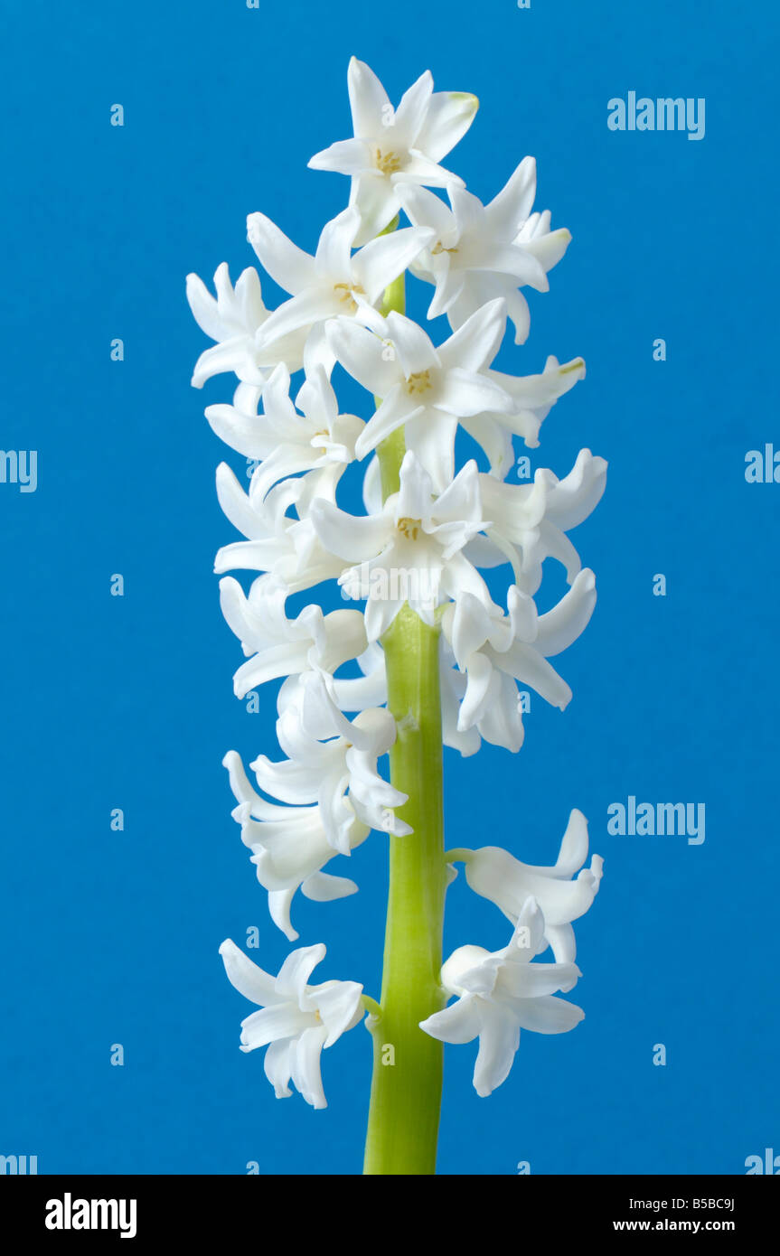 Common Hyacinth (Hyacinthus orientalis) flowers studio picture Stock Photo