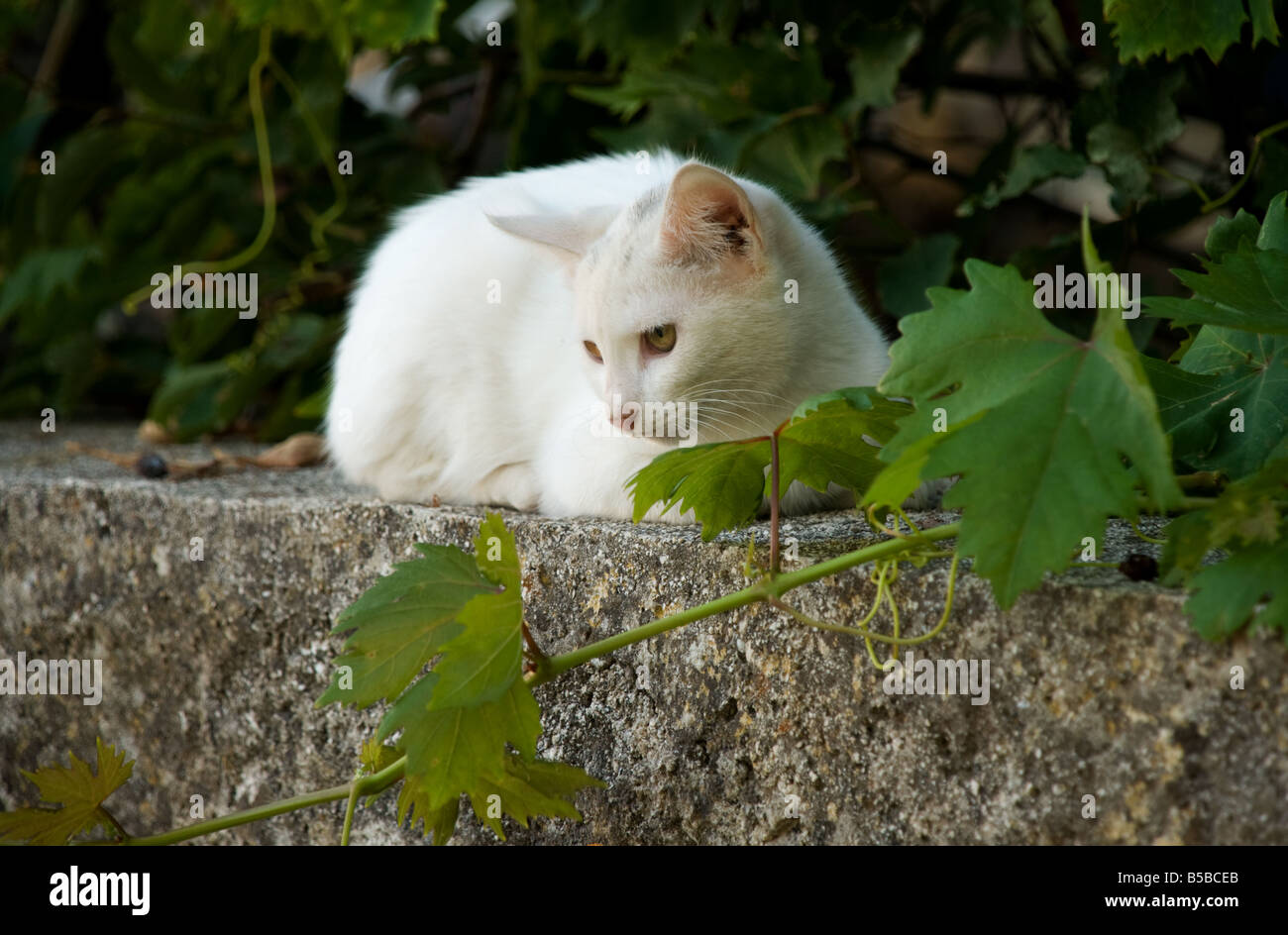 Feral Greek cat on a wall with grape vine Stock Photo