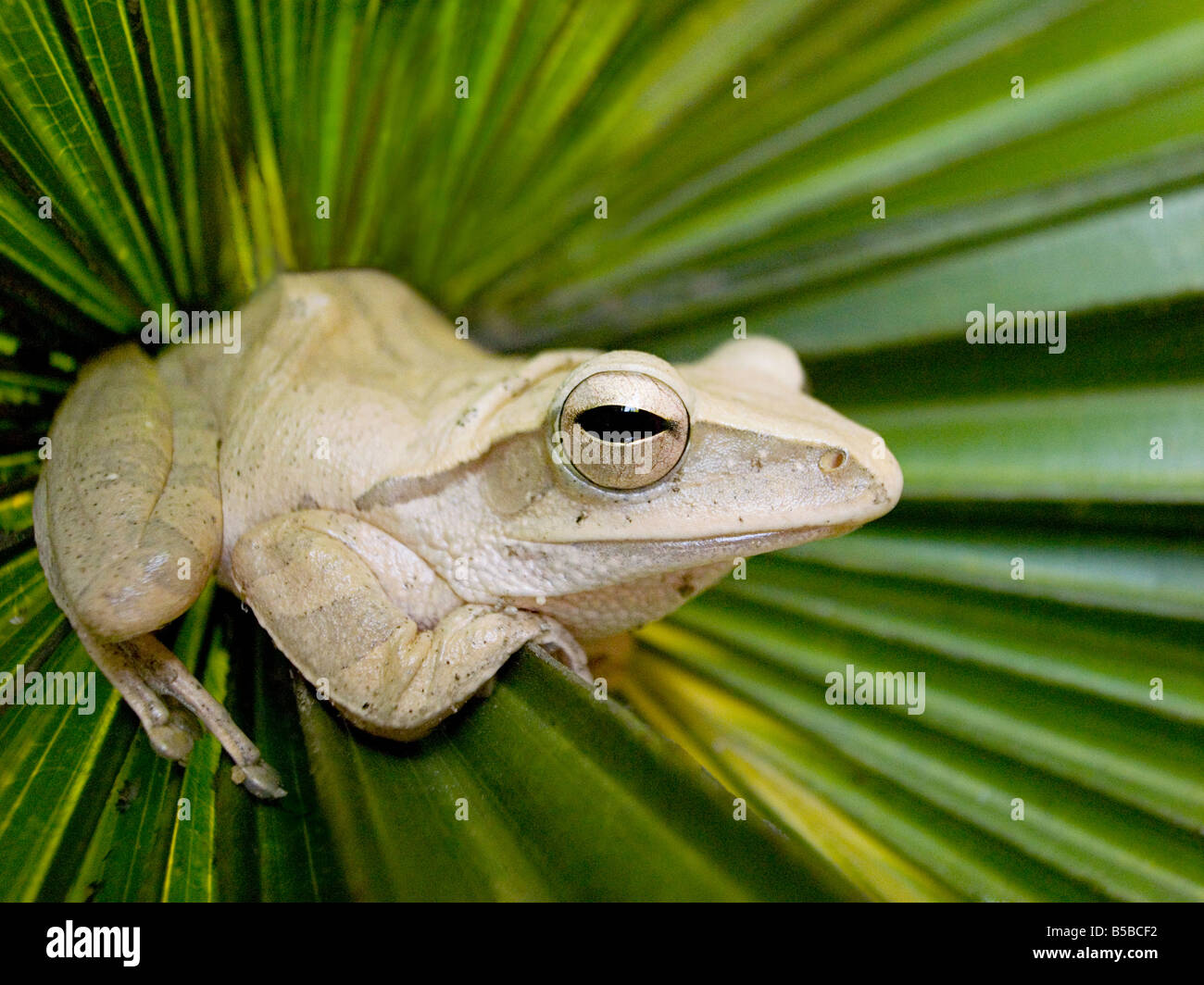 Close-up of tree frog, Vietnam, South East Asia Stock Photo