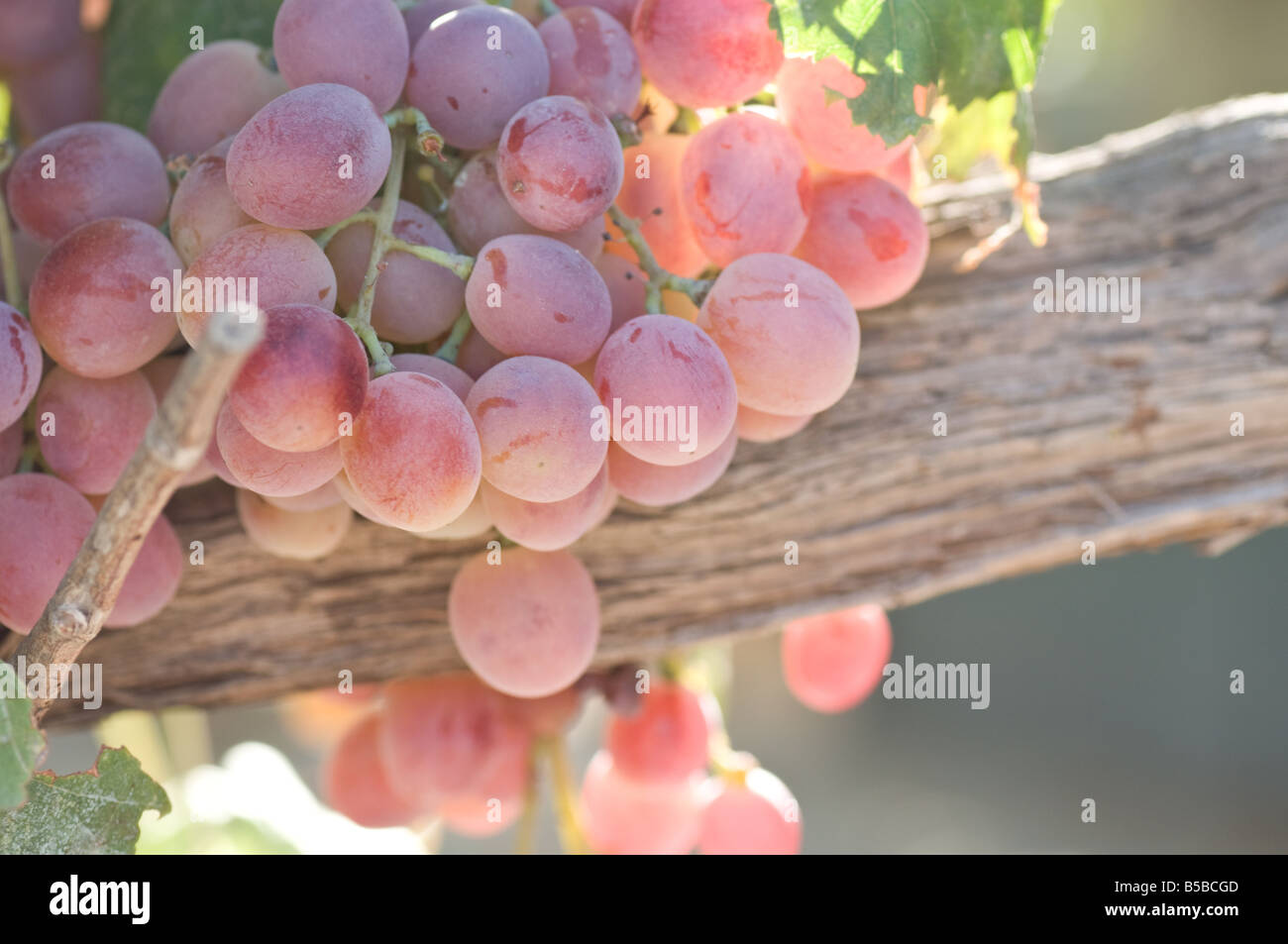 Red table grapes on the vine Crocidura rhoditis backlit Stock Photo