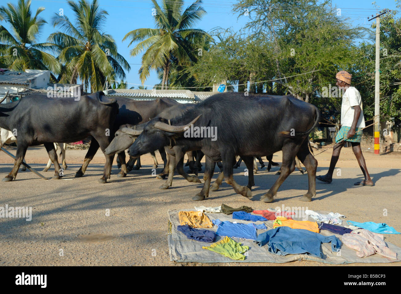 Indian herdsman driving a cattle herd along the Bazaar Street in Hampi. India, Karnataka, Hampi. Stock Photo