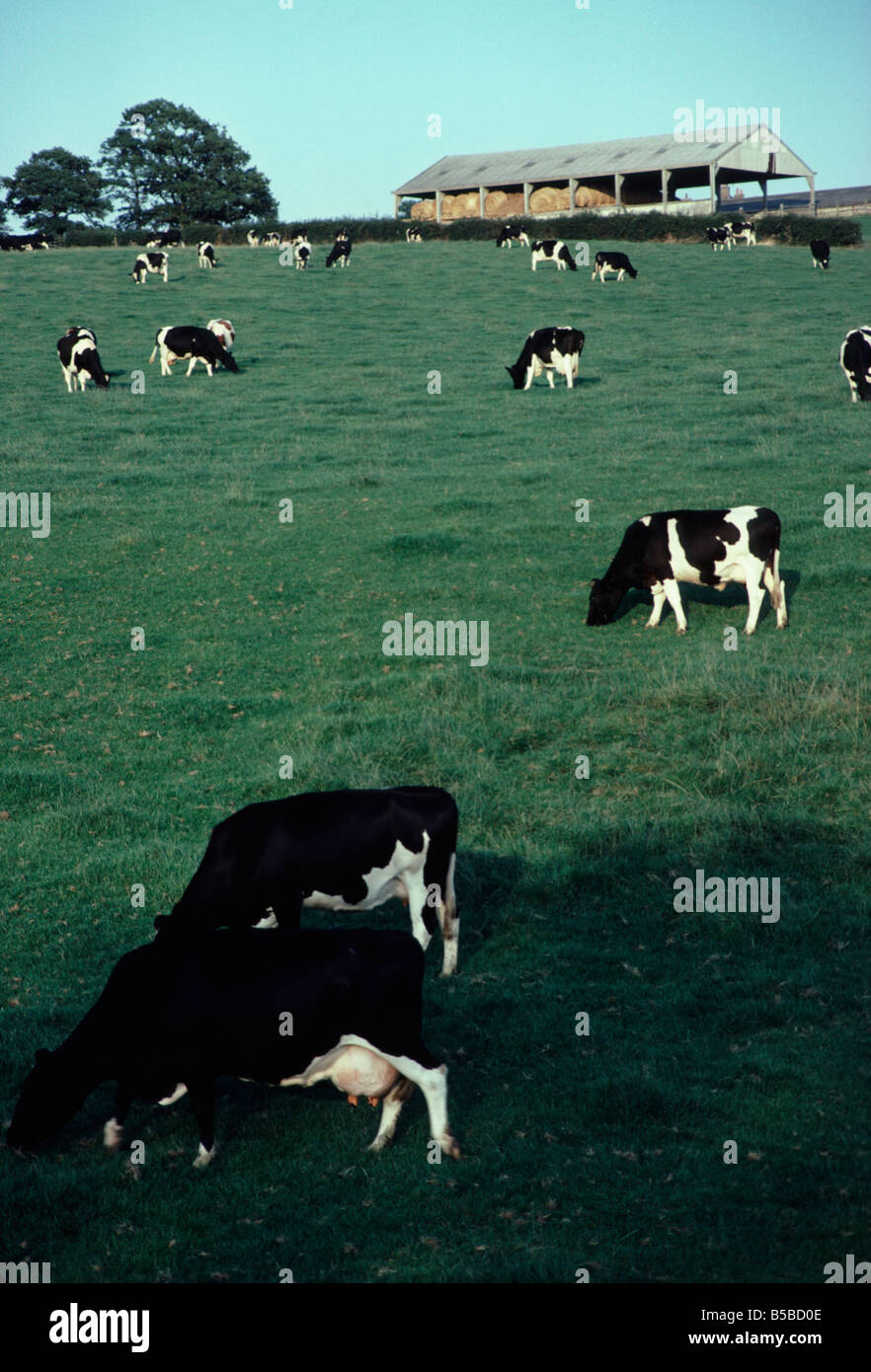 Sussex dairy hi-res stock photography and images - Alamy