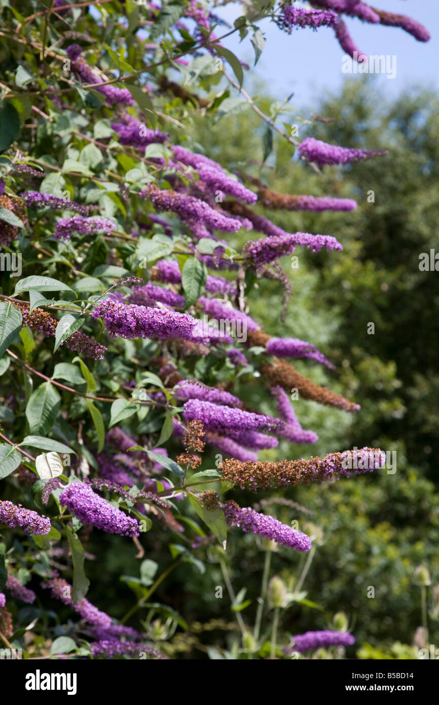 Buddleia davidii in flower Stock Photo Alamy