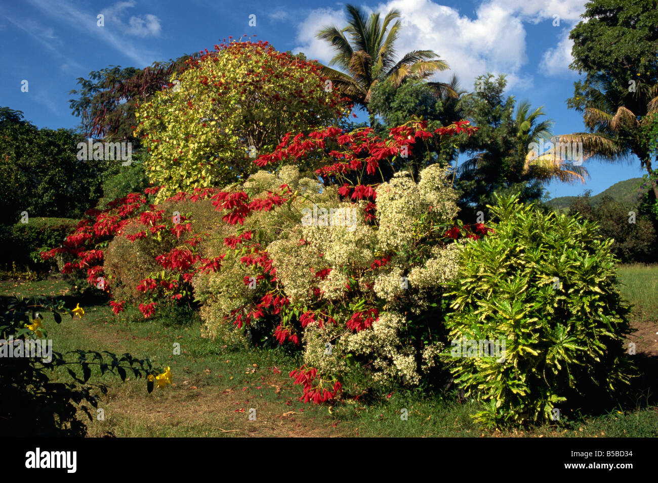 Detail from the gardens of the Caribelle Batik Offices, Romney Manor, St. Kitts, Leeward Islands, West Indies, Caribbean Stock Photo
