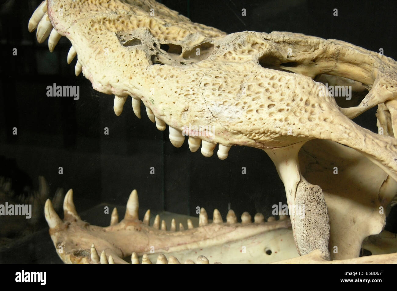 Alligator skull. Legends park. Lima. Peru. (Parque de las Leyendas) Stock Photo