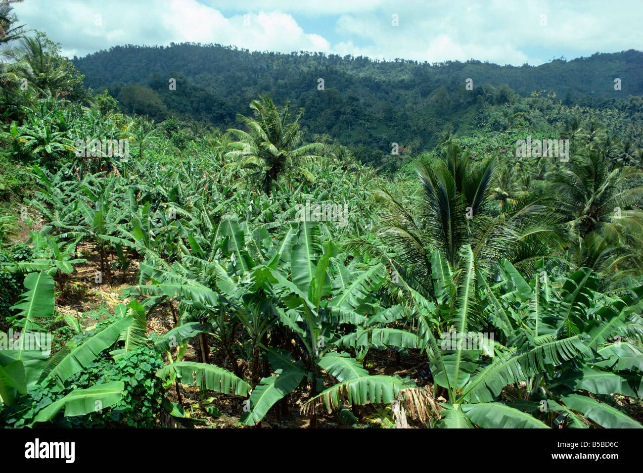 Banana plantation St Lucia Windward Islands West Indies Caribbean