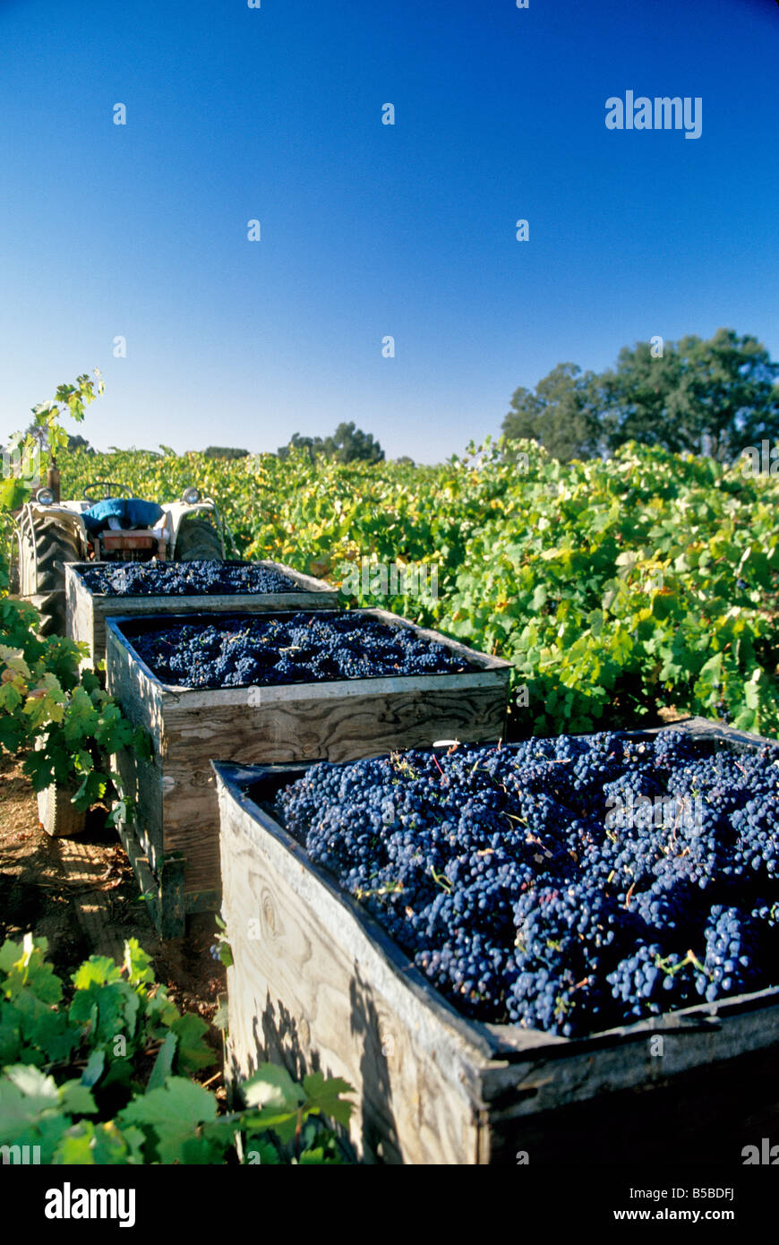 'Zinfandel' wine grape harvest, field bins. Stock Photo