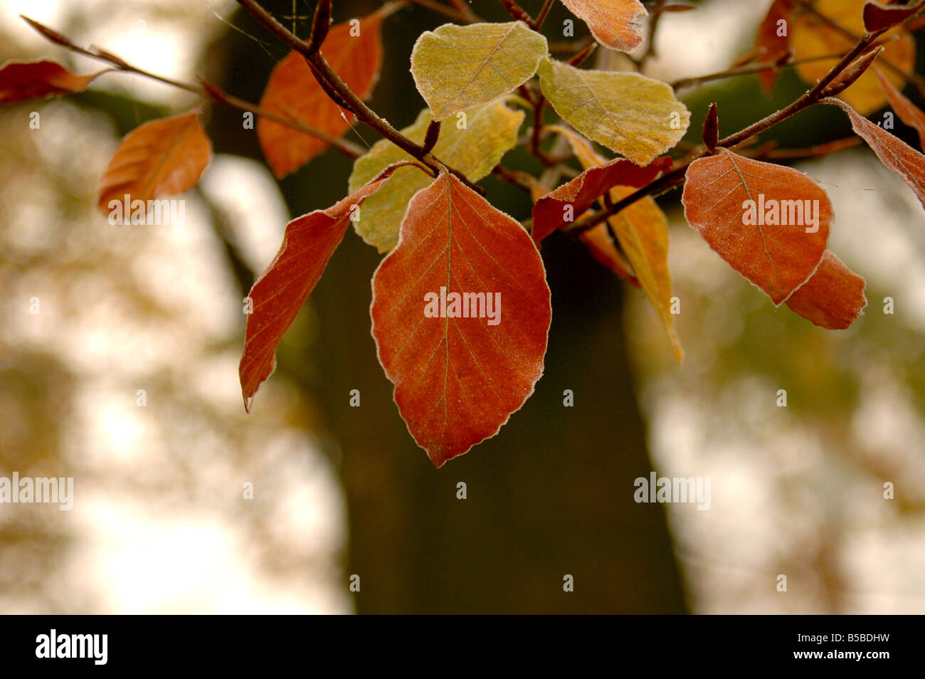 Frost on autumnal Beech leaves - Fagus sylvatica Stock Photo