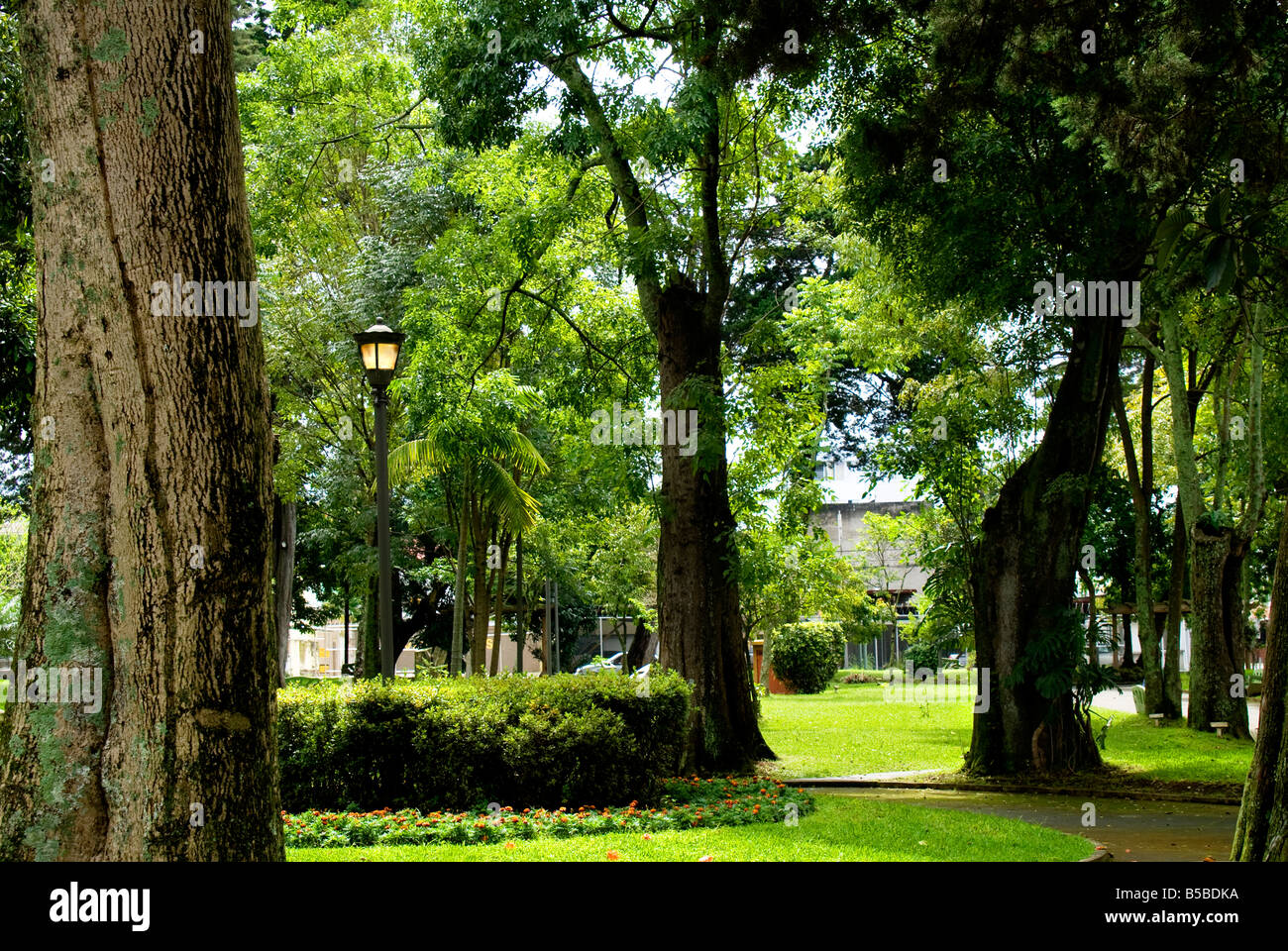 SILENCE PARQUE VERDE ARBOLES VEGETACION VERANO TRANQUILIDAD NADA JARDIN BELLEZA BELLO NATURALEZA LAMPARA ZACATE GRAMA ABIERTO ARBUSTOS CALMADO BONITO Stock Photo