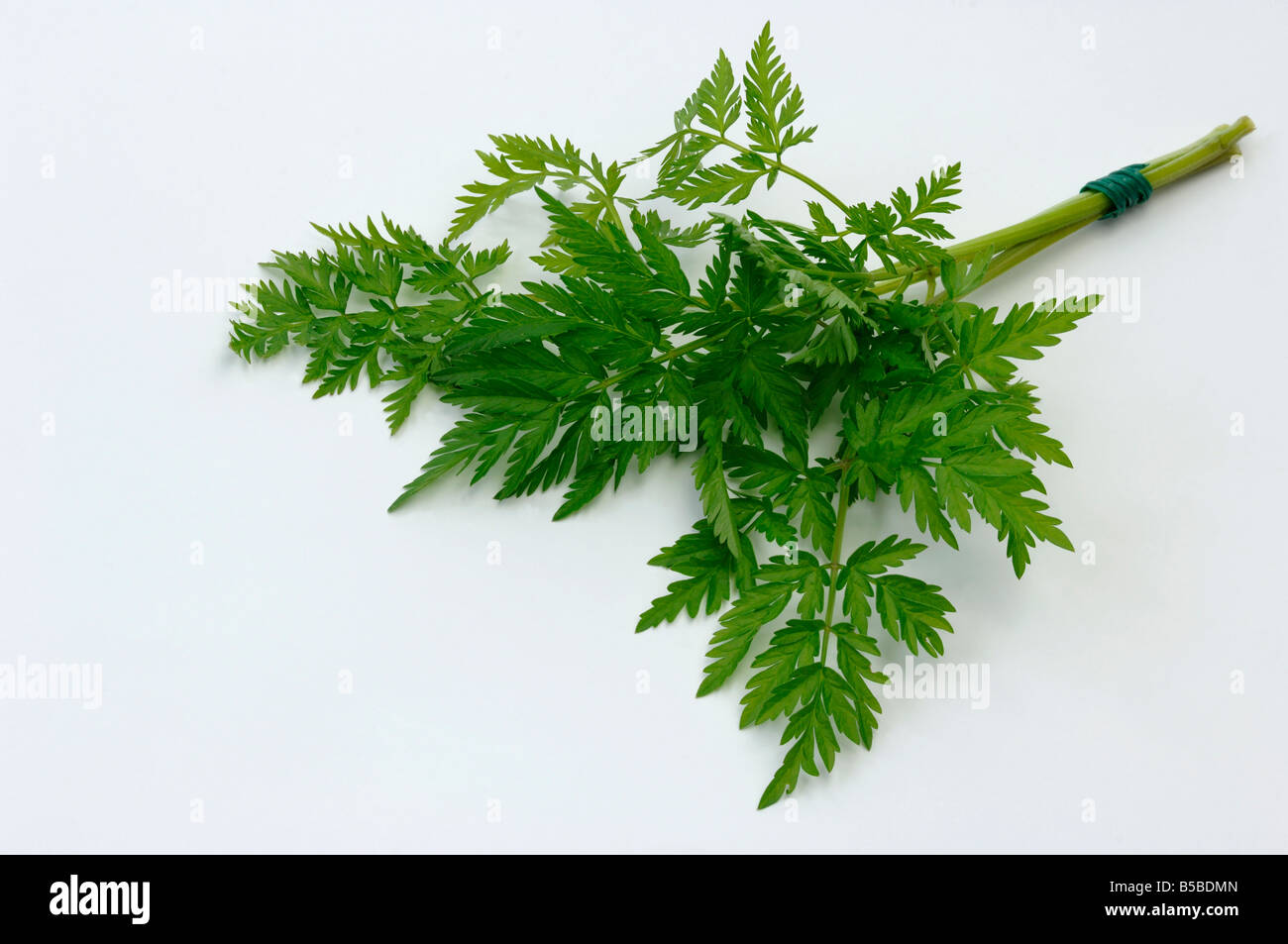 Cow Parsley, Wild Chervil, Wild Beaked Parsley (Anthriscus sylvestris), bundle of fresh leaves, studio picture Stock Photo