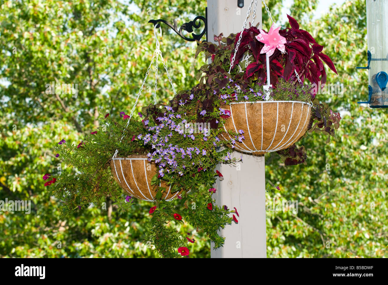 Hanging baskets garden hi-res stock photography and images - Alamy