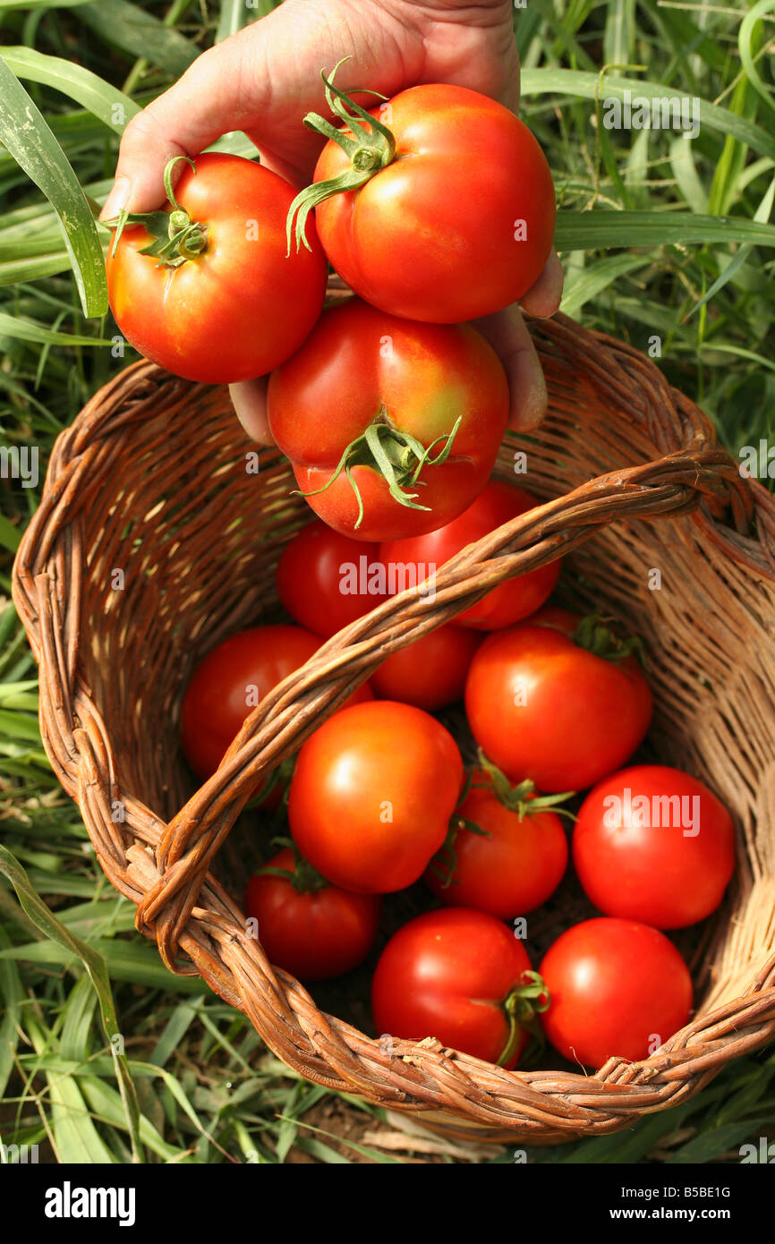 Tomatoes in a kitchen garden Stock Photo - Alamy