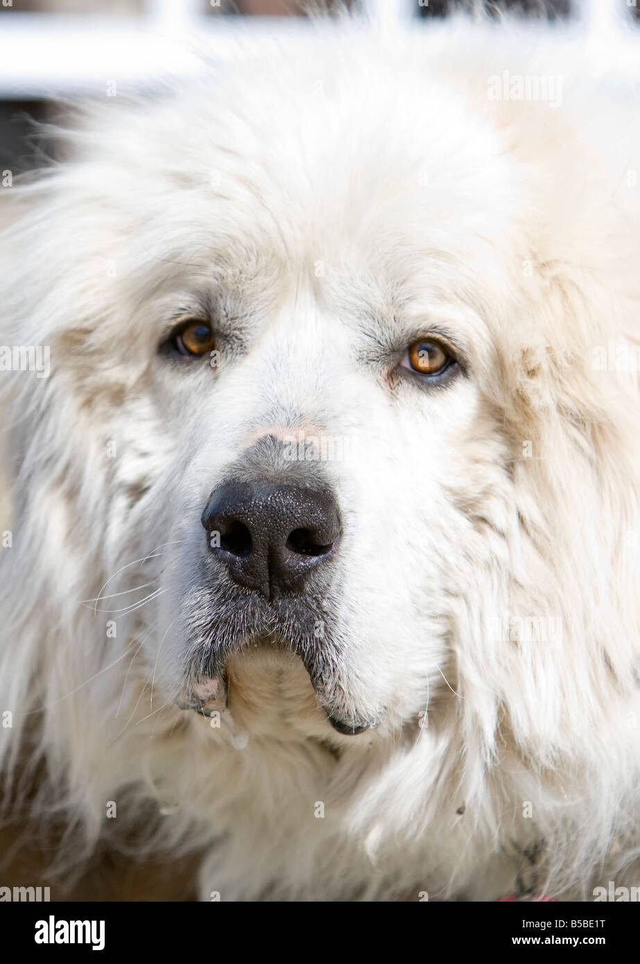 Great Pyrenees Skates
