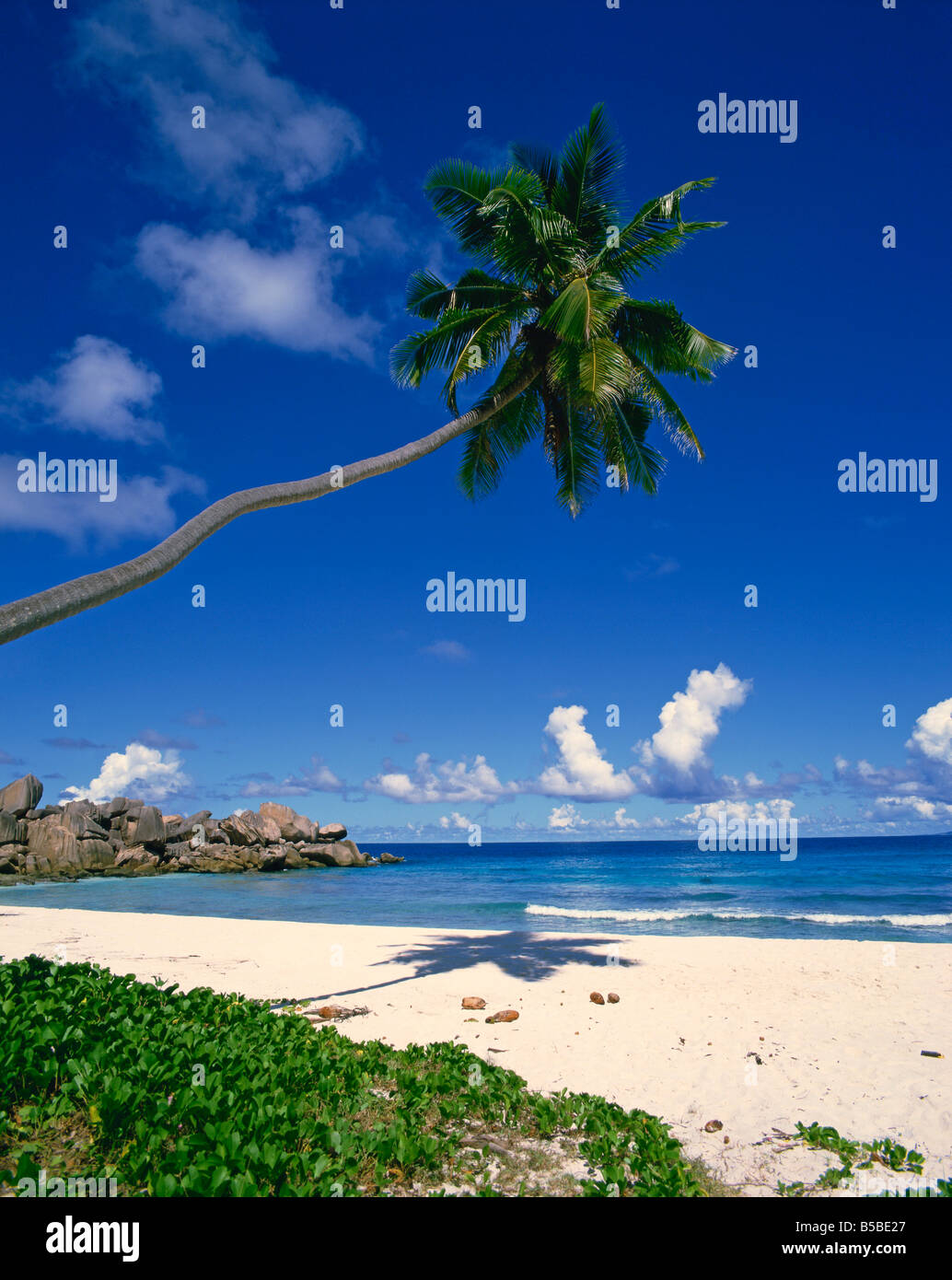 Tropical coastline palm trees hi-res stock photography and images - Alamy