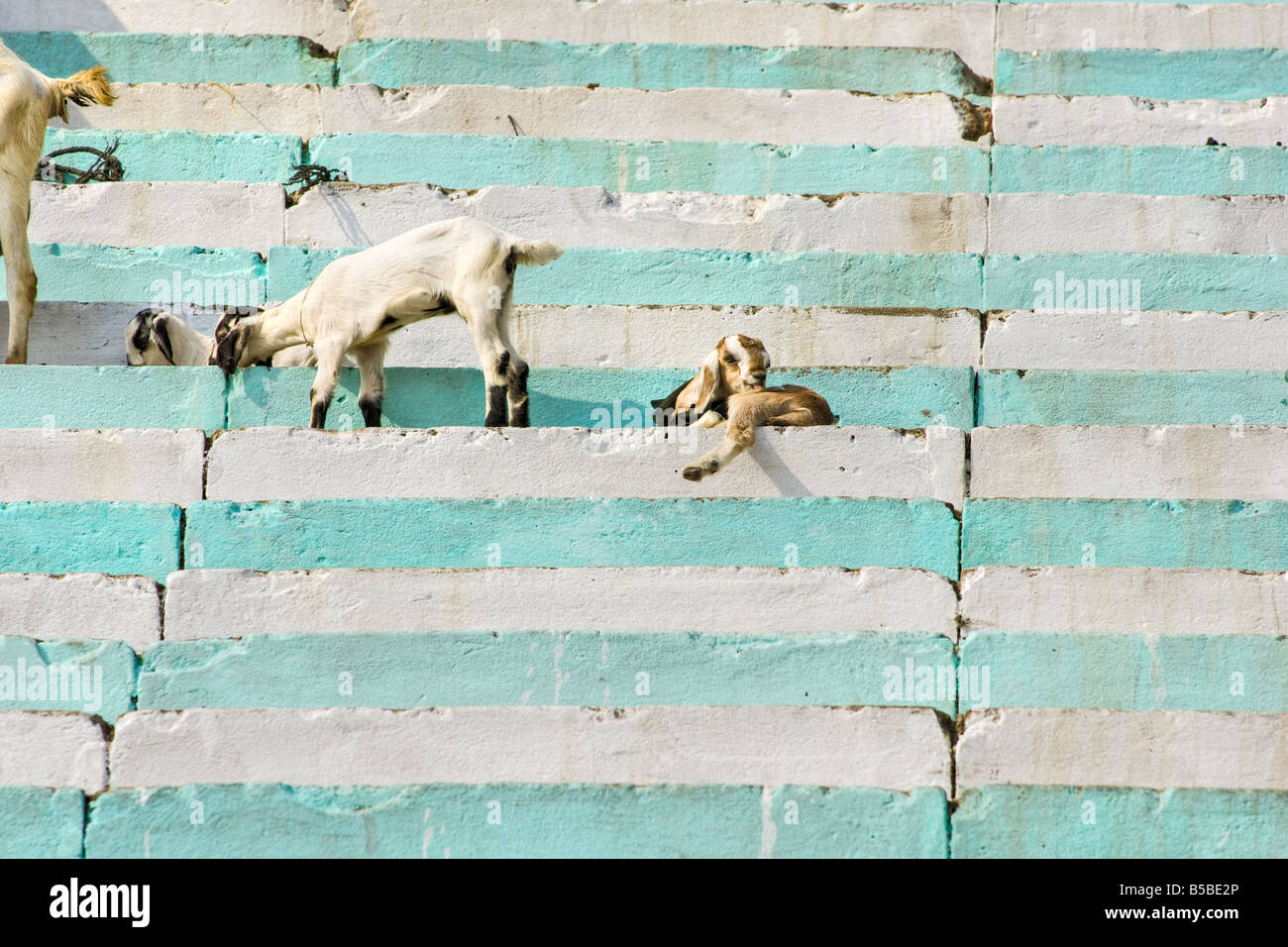 Symbolism of animals hi-res stock photography and images - Alamy
