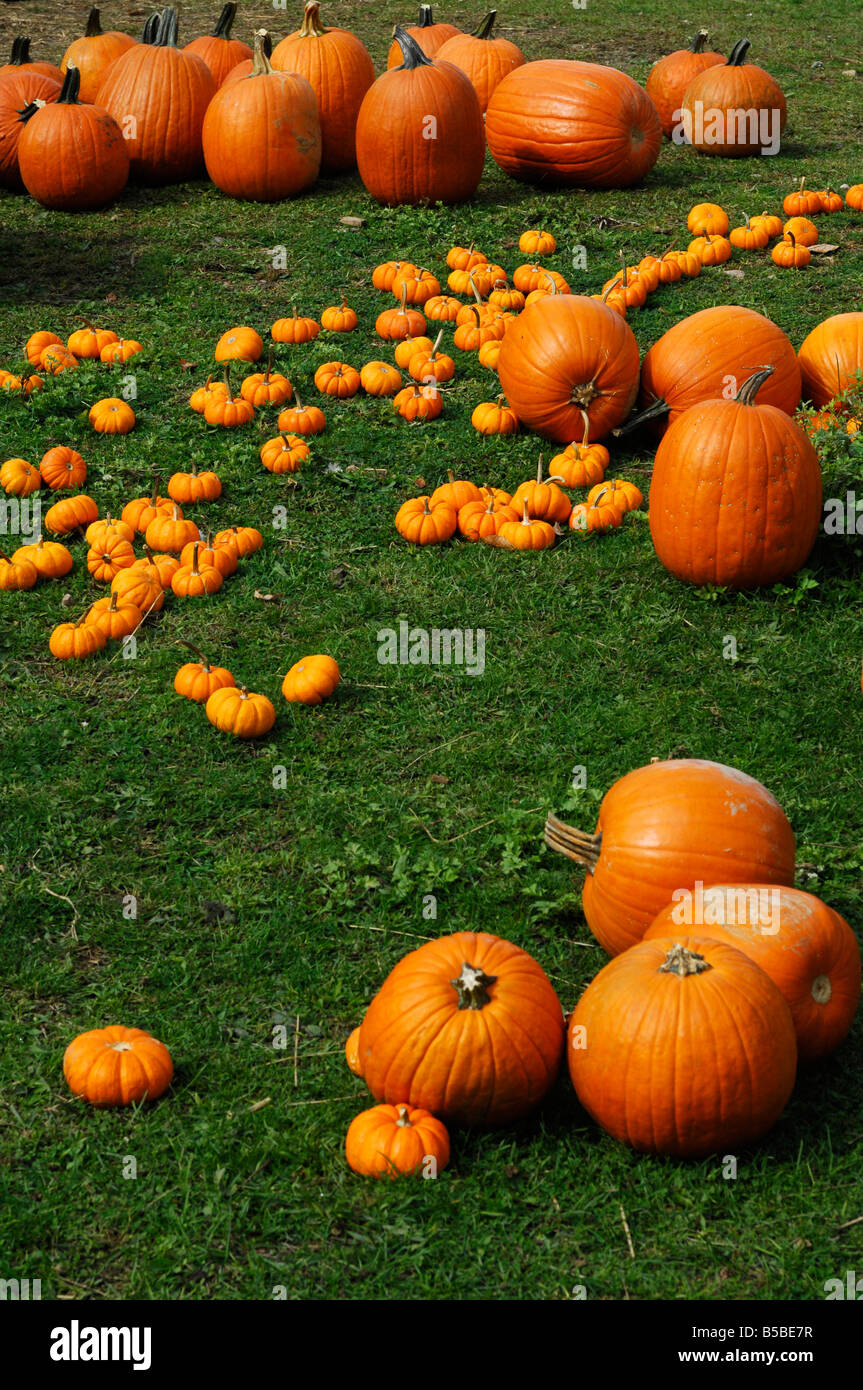 Pumpkins lying on grass Stock Photo - Alamy