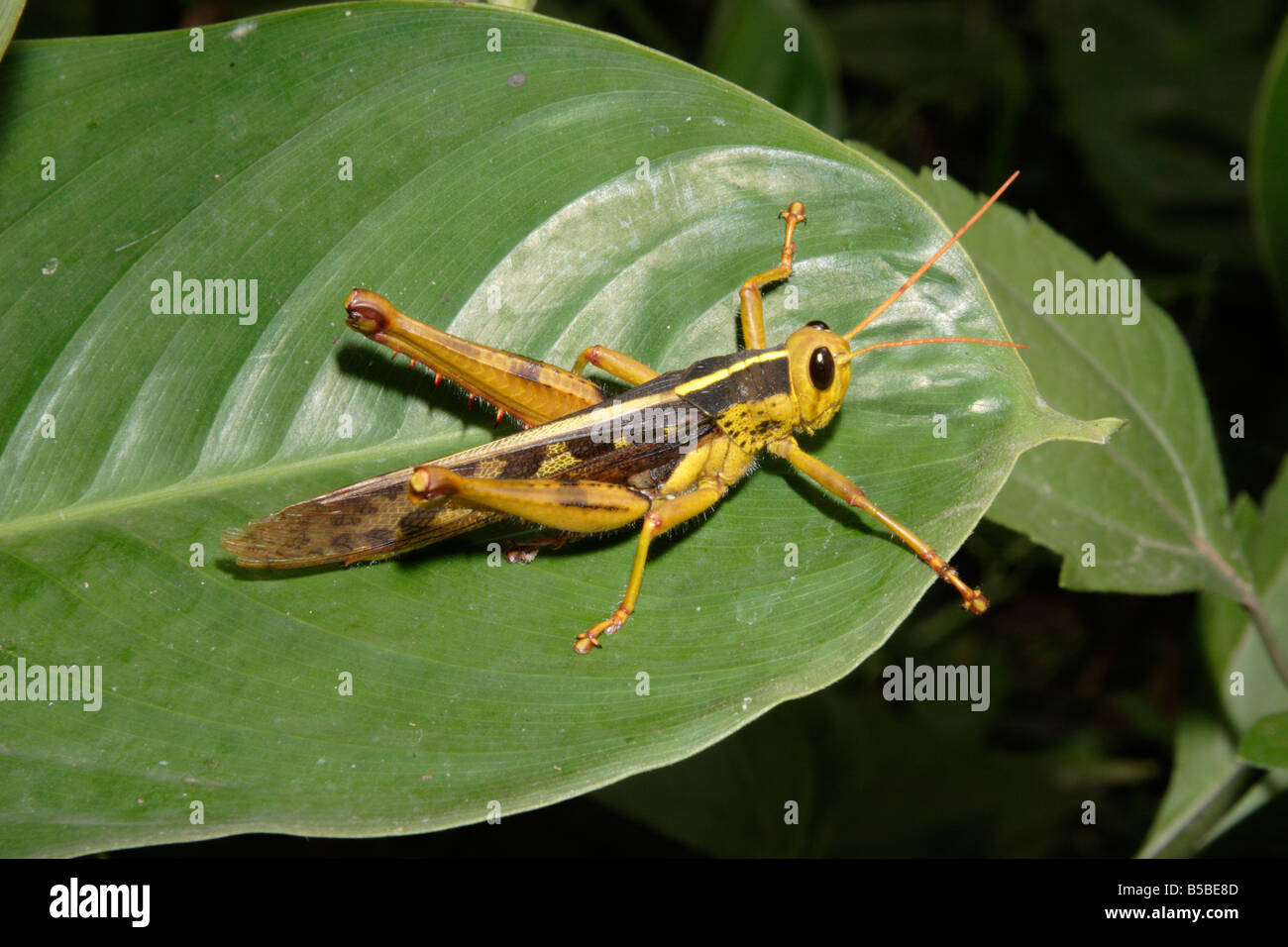 Grasshopper Acanthacris ruficornis Acrididae Cyrtacanthacridinae in rainforest Cameroon Stock Photo