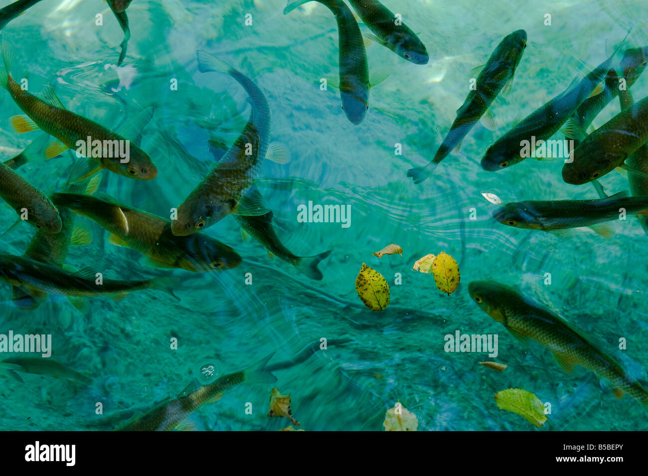 Fish svimming in the clear waters of Plitvice lakes national park a UNESCO world heritage top 100 nature reserve that can be fou Stock Photo