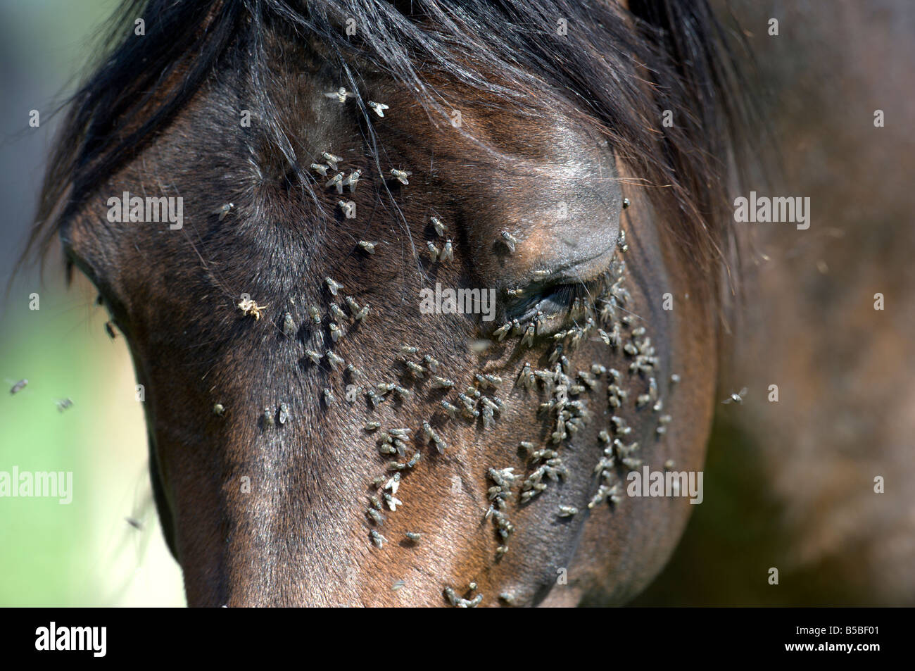 Flies (Musidae) around the eyes of a horse (Equus caballus Stock Photo