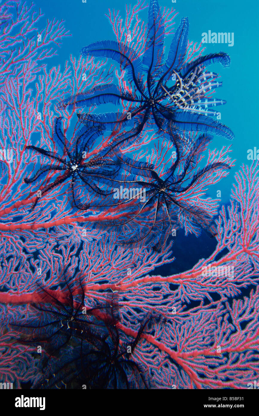 Featherstars feeding in current on red gorgonian, Solomon Islands, Pacific Ocean, Pacific Stock Photo