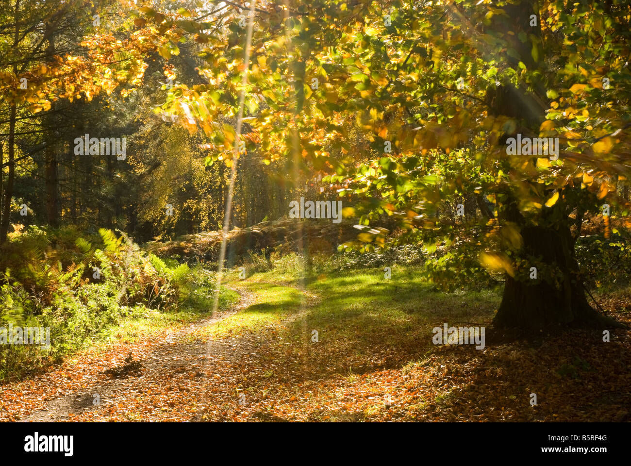 Sunlit path through Sherwood Pines in Sherwood Forest Nottinghamshire uk Stock Photo