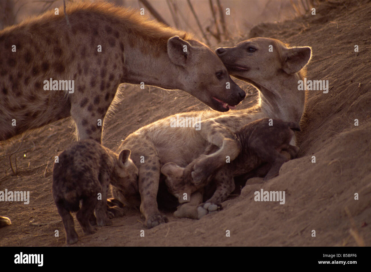 Spotted hyenas (Crocutta crocutta), Kruger National Park, South Africa, Africa Stock Photo