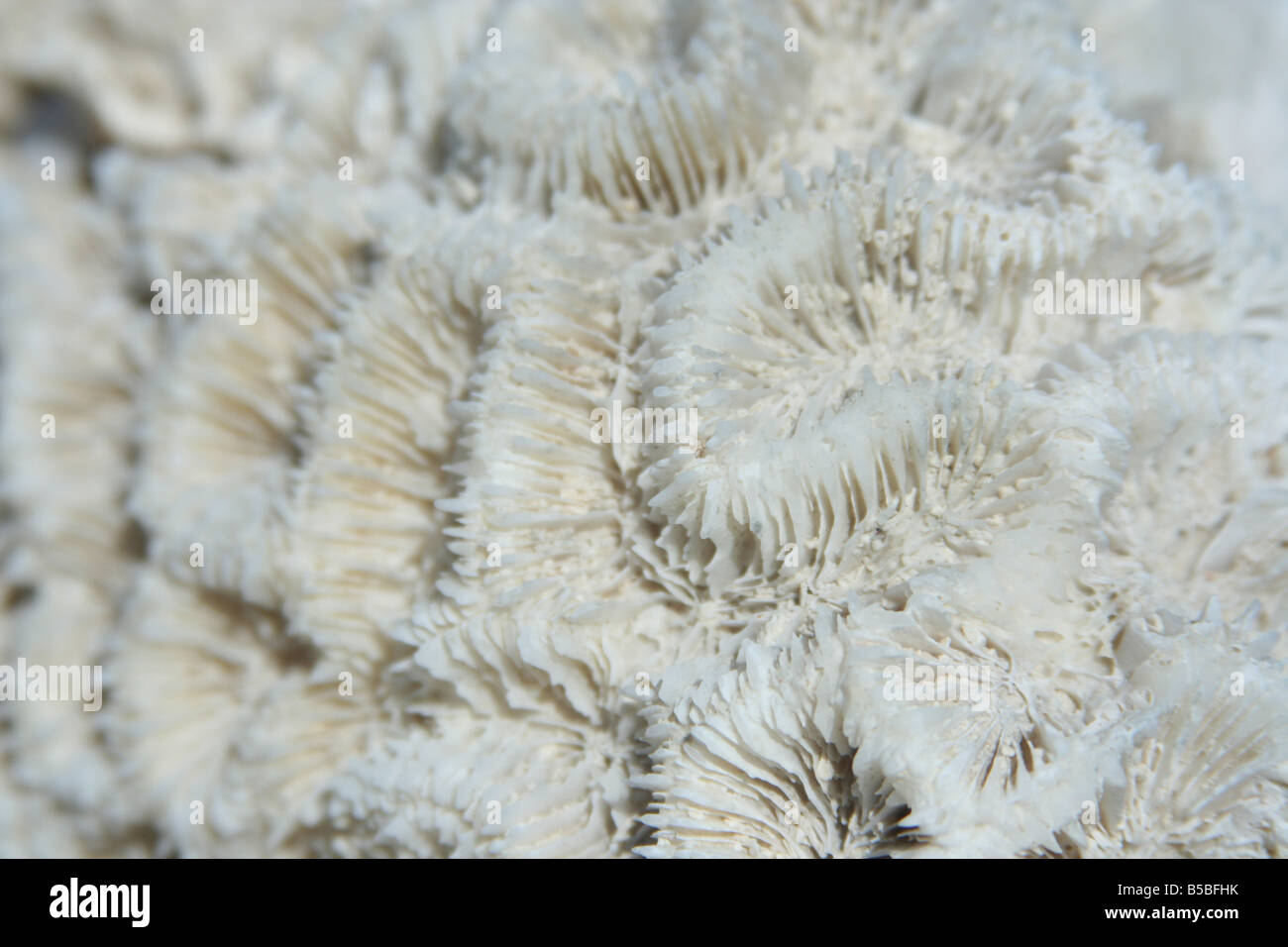 Isolated White Coral Branch Stock Image - Image of horizontal, wildlife:  47616675