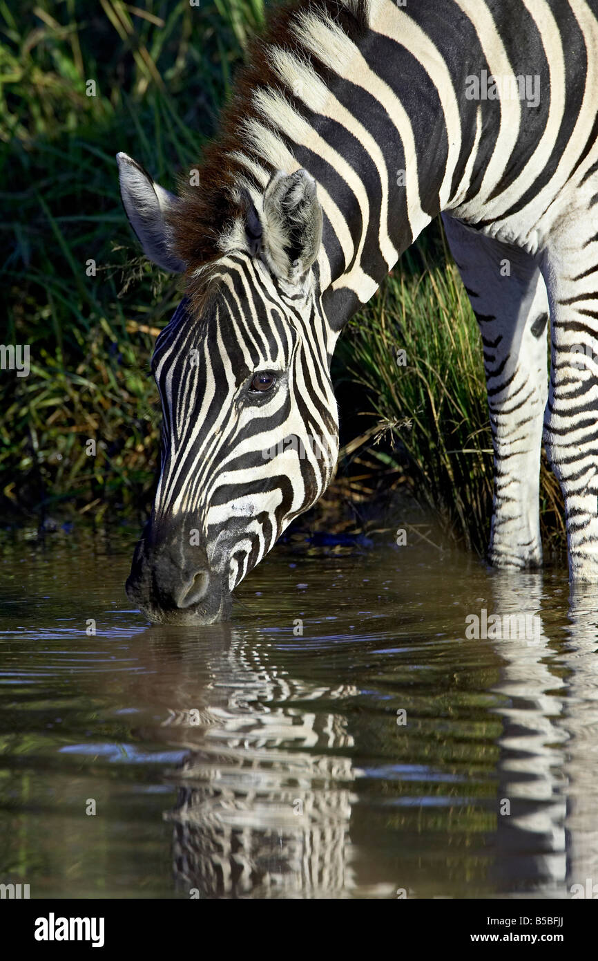 Chapmanís zebra (Plains Zebra) (Equus burchelli antiquorum) drinking, Pilanesberg National Park, South Africa, Africa Stock Photo