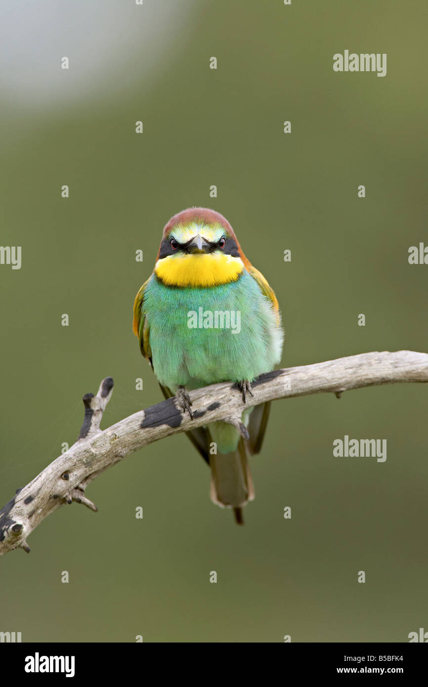 European bee-eater or golden-backed bee-eater (Merops apiaster), Kruger National Park, South Africa, Africa Stock Photo