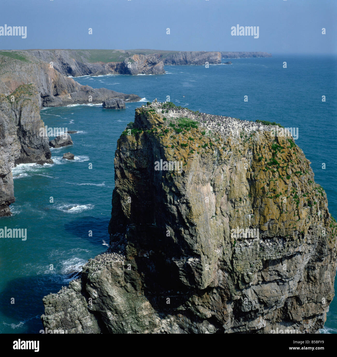 Seabird colony, Elegug Stacks, Pembrokeshire, Wales, , Europe Stock Photo