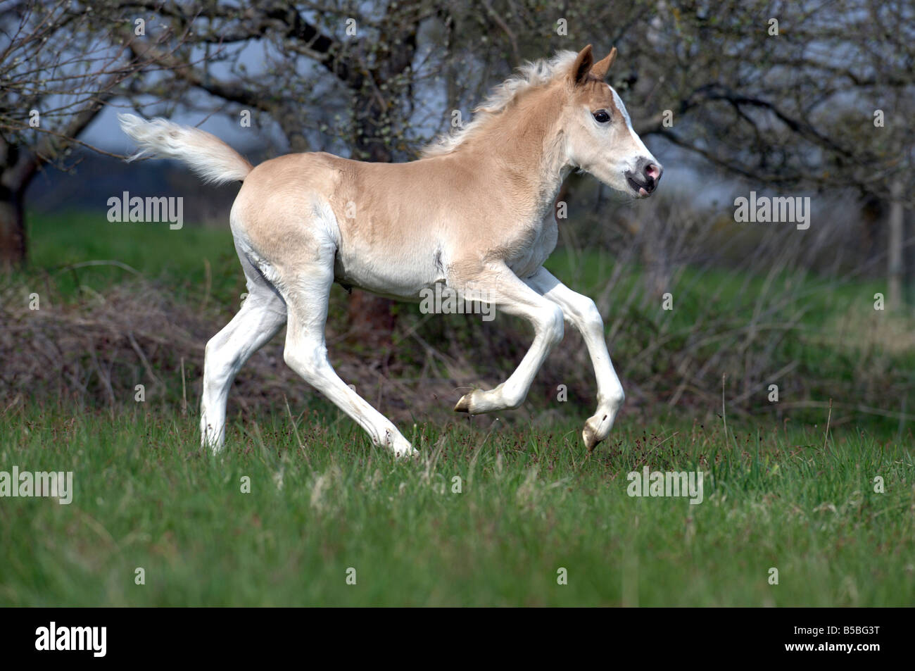 Haflinger Horse (Equus caballus), foal in gallop over a meadow Stock Photo