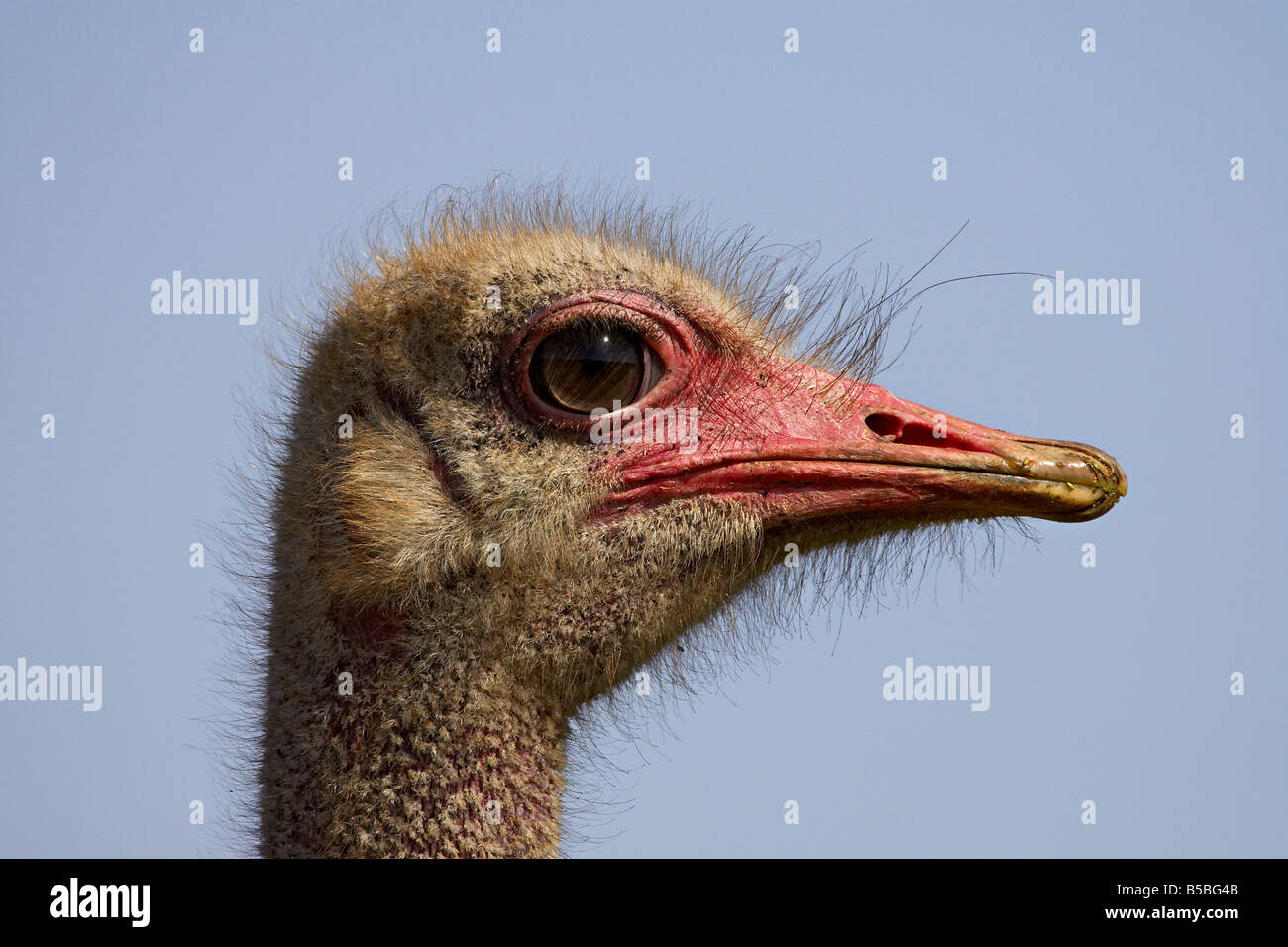 Common ostrich (Struthio camelus), Addo Elephant National Park, South Africa, Africa Stock Photo