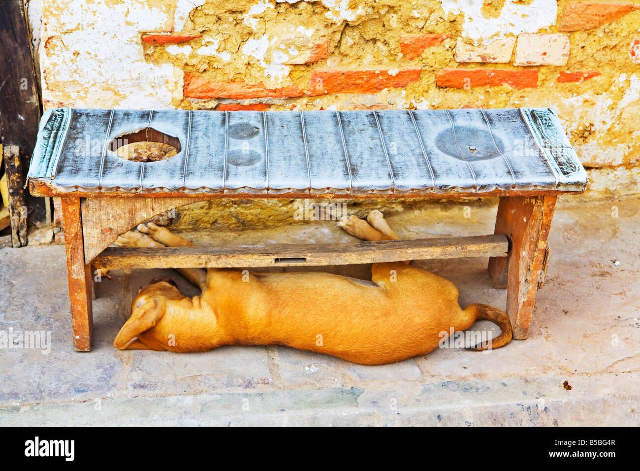 Street Dog Sleeping Varanasi Uttar Pradesh India Stock Photo