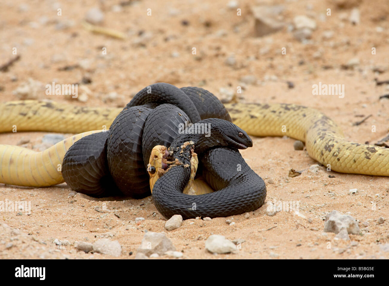 Cape cobra and mole snake fighting, Kgalagadi Transfrontier Park